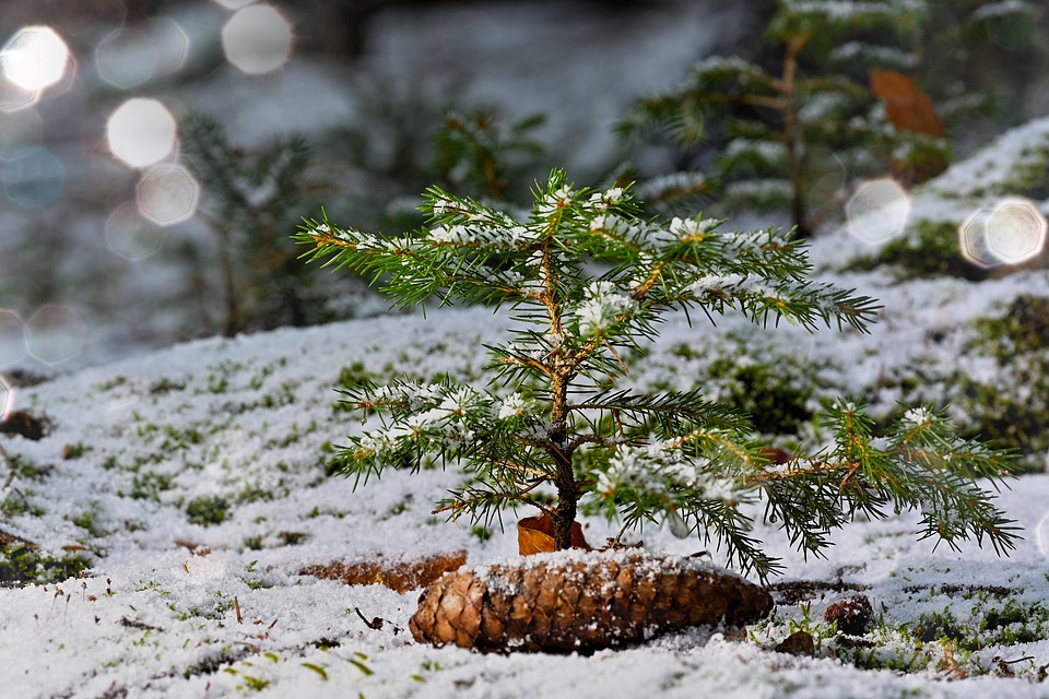 针叶树 幼苗 冬天 - Pixabay上的免费照片 - Pixabay