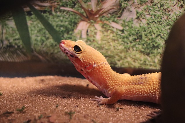 Reptil Lagarto Geco - Foto gratis en Pixabay - Pixabay