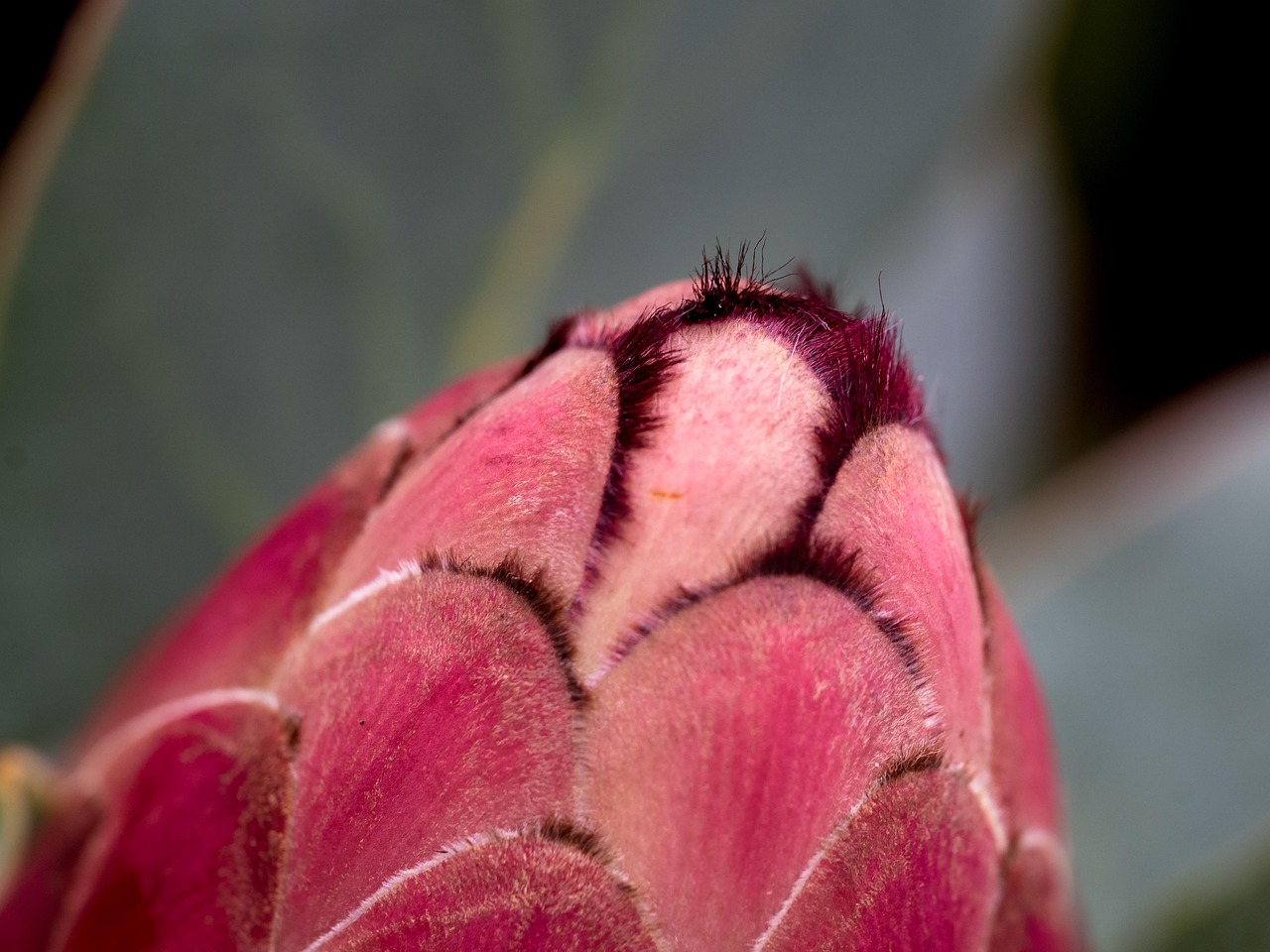 Flower Bud Plant Pink Free photo on Pixabay Pixabay