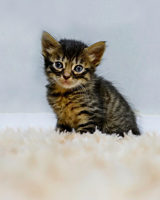 Free Cat Kitten photo and picture