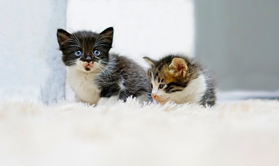 Free Cats Kittens photo and picture