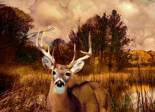 Free deer buck stormy illustration