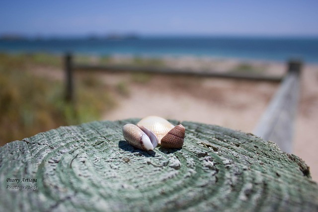Free Australia Beach photo and picture