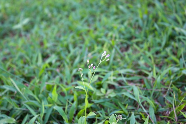 Free Singapore Grass photo and picture