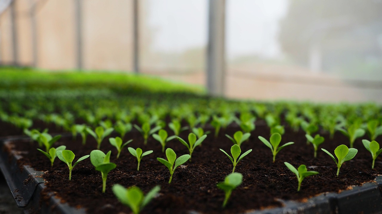 Fresh microgreens sprouts in a tray