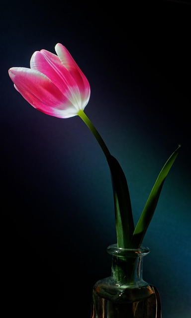 Tulp, Vaas, Snijbloemen, Stilleven
