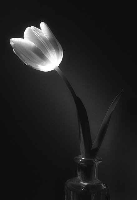 Tulp, Vaas, Snijbloemen, Stilleven