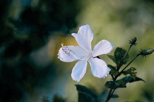 Hibiskus, Blume, Weiß, Natürlich