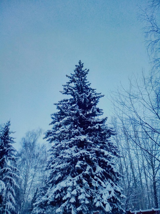 Sprus Snow Snow-Covered Spruce The Park - Free photo on Pixabay - Pixabay