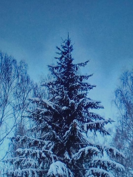 Sprus Snow Snow-Covered Spruce The Park - Free photo on Pixabay - Pixabay