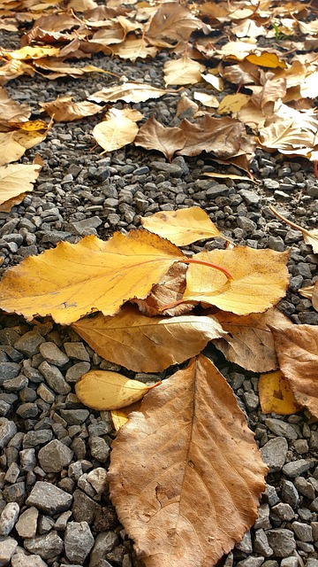 Free Fall Forest photo and picture