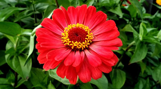 Free Garden Flower photo and picture