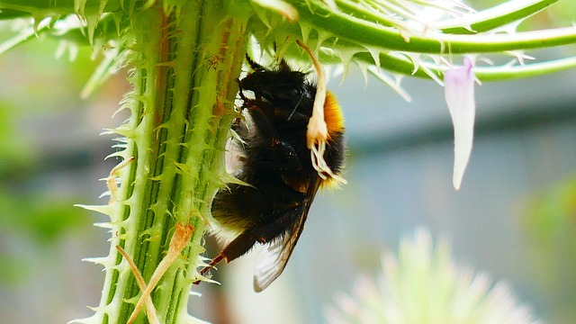 Free Macro Insect photo and picture