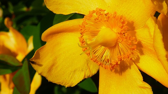 Free Yellow Flower photo and picture