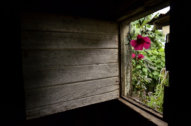 Free Light Window photo and picture