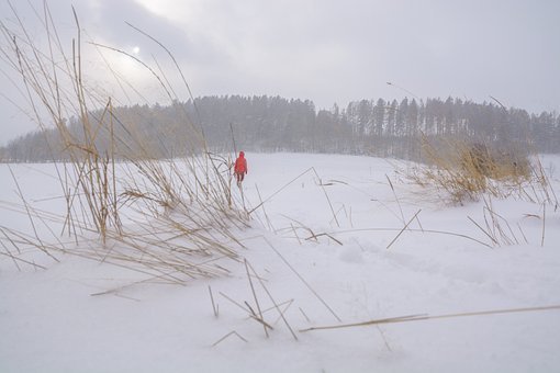Free Winter Forest photo and picture