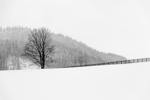 Free Tree Snow photo and picture