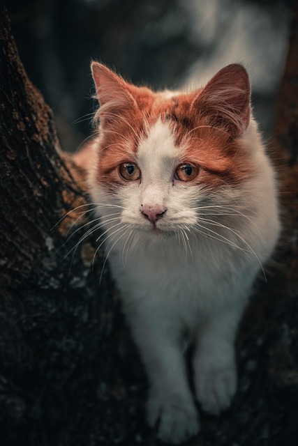 Free Cat Animal photo and picture