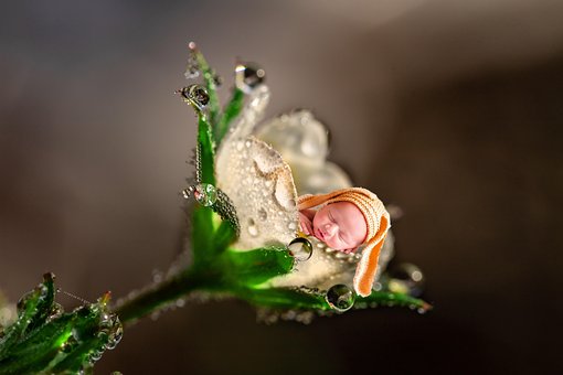 Free Fleur Bebe photo and picture