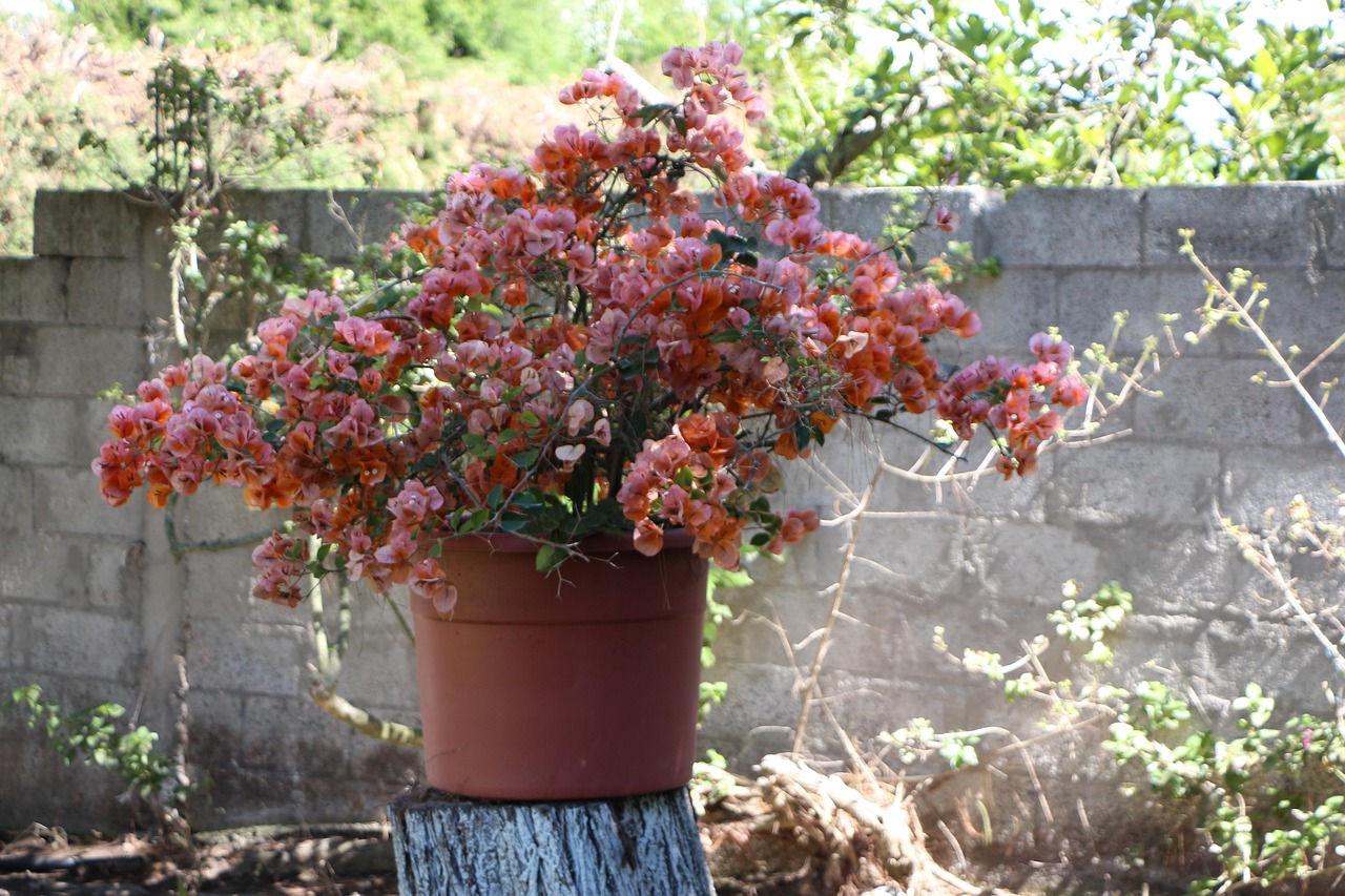100 Graines De Fleurs De Bougainvilliers - Variété Grimpante, Couleur Violet, Facile à Cultiver