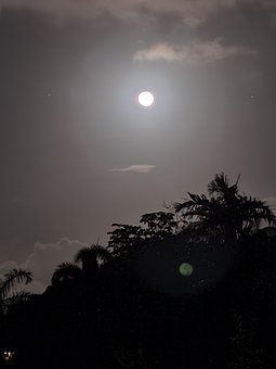 Mond, Voll, Wolf, Mondlicht, Dunkel