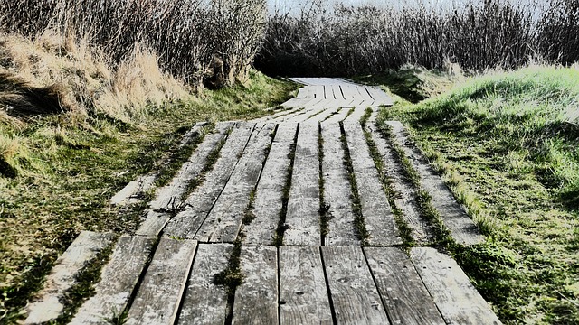 Weg, Grün, Landschaft
