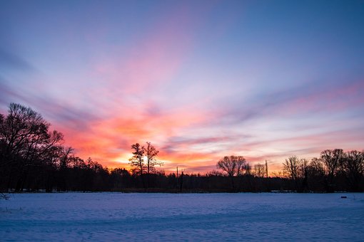 Free Winter Trees photo and picture