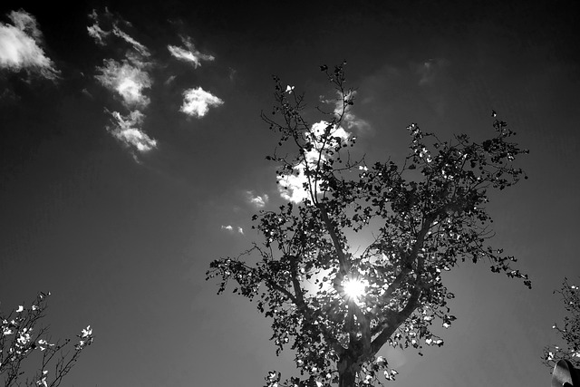 Boom, Schat, Landschap, Natuur