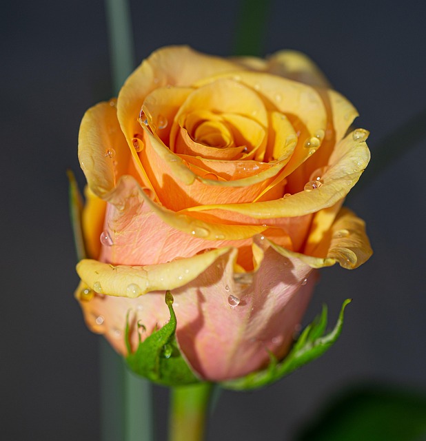 Rose, Blomst, Dug, Dug Dråber, Dråber