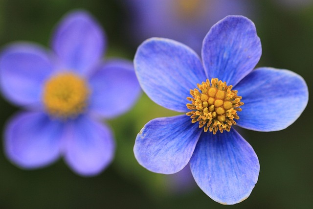 Free Blue Flower Flower photo and picture