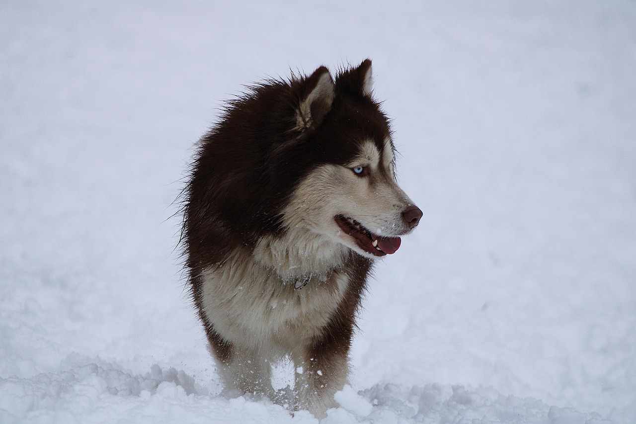 Rauque Rauque Chien Neige Animal De - Photo gratuite sur Pixabay - Pixabay