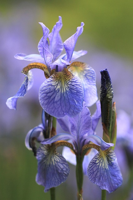 Free Iris Flowers photo and picture
