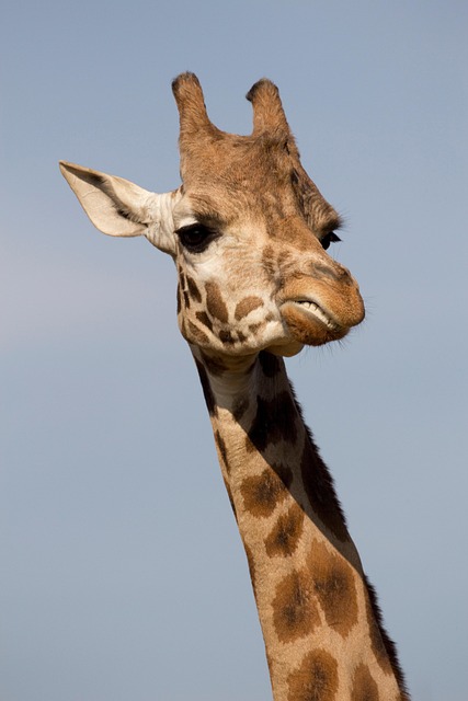Free Giraffe Animal photo and picture