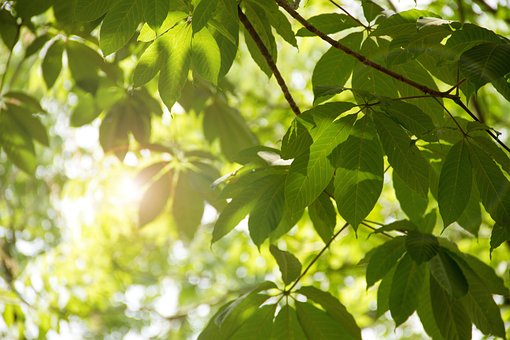Free Leaf Leaves photo and picture