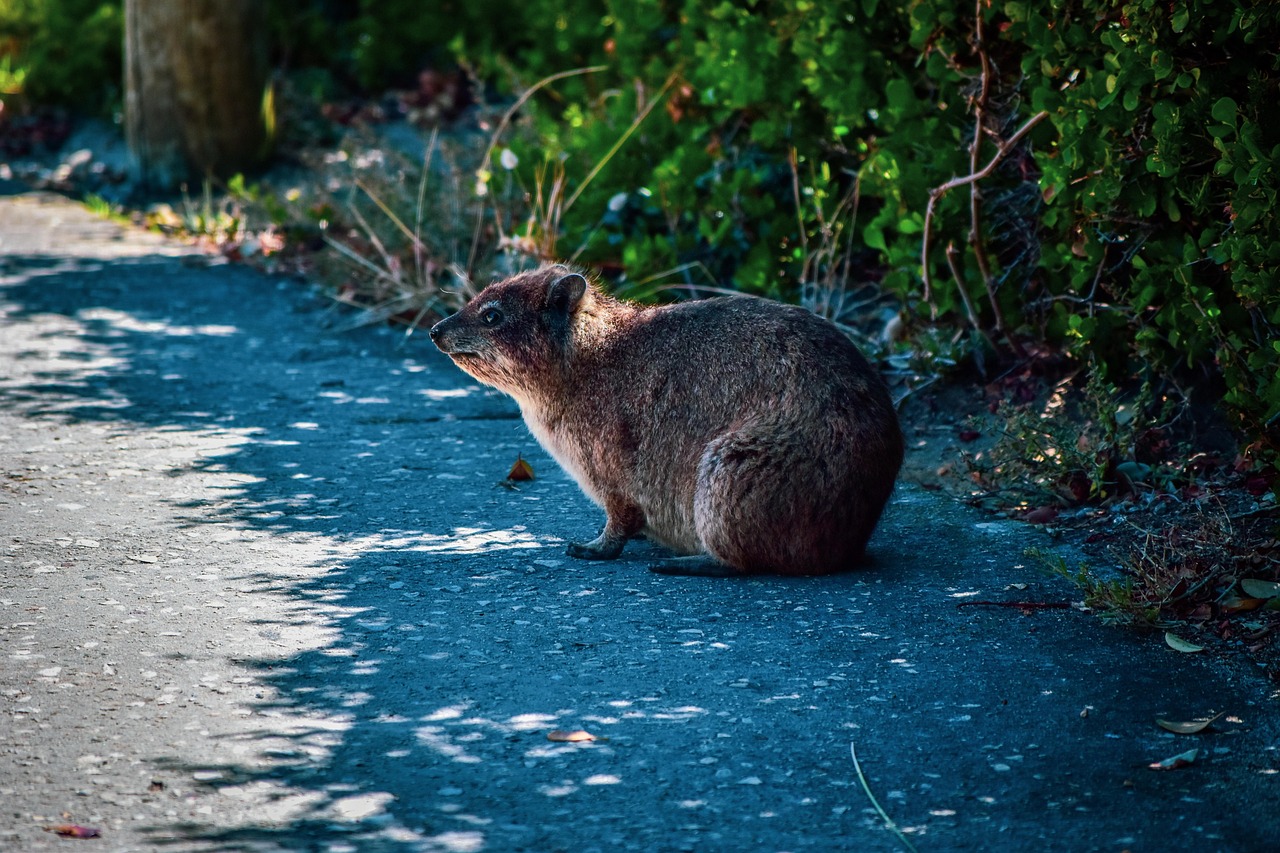 Rock Rabbit Dassie Mammal Procavia Free photo on Pixabay Pixabay