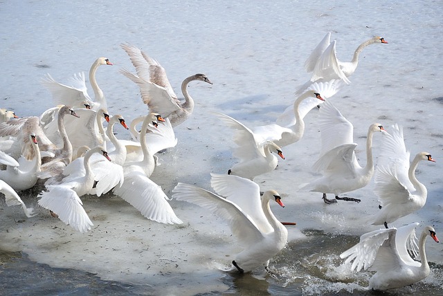 Zwaan, Zwanen, Winter, Natuur, Ijs