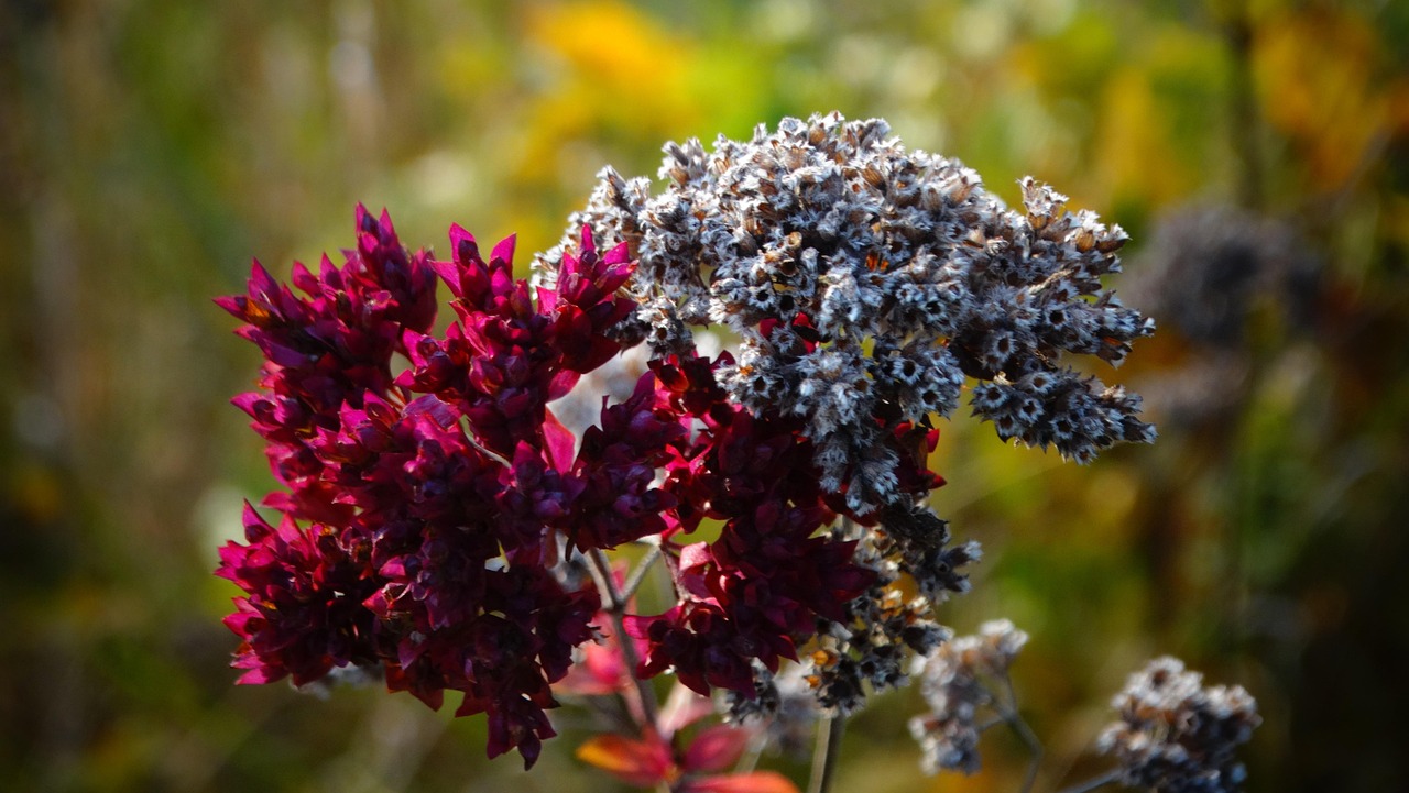 200+ Free Oregano & Nature Images - Pixabay