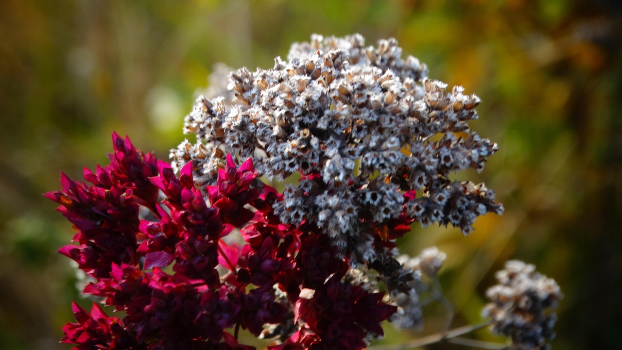 40+ Free Oregano Flowers & Oregano Images - Pixabay