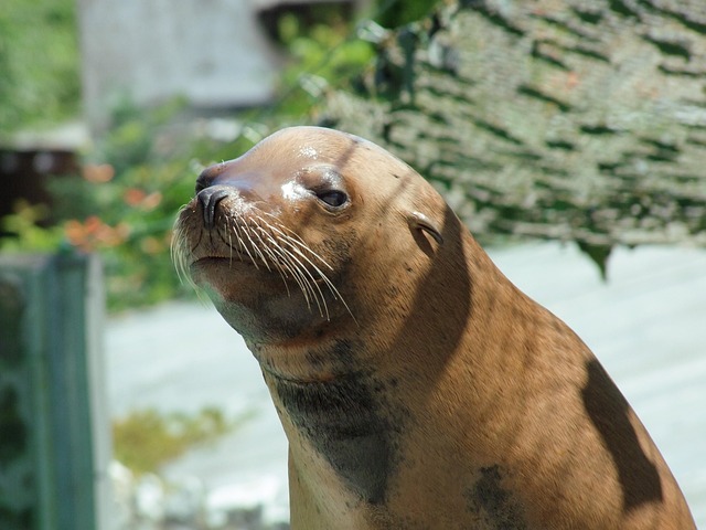 Free Seal Brown photo and picture