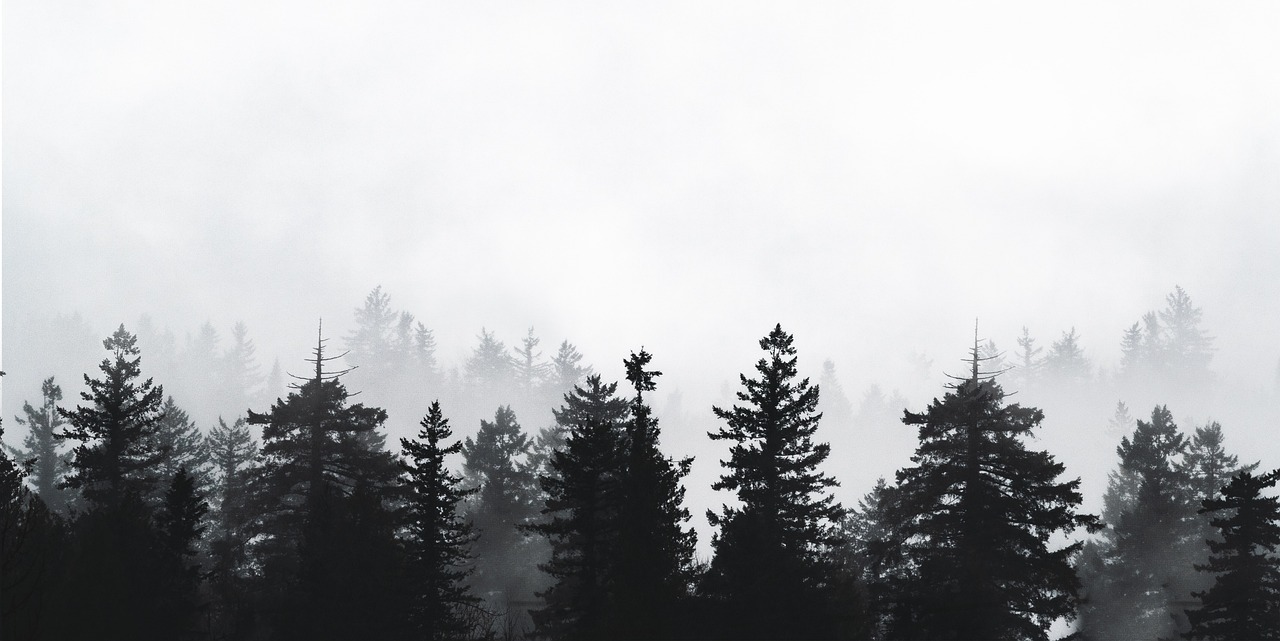 Forest - free online jigsaw puzzle photo
