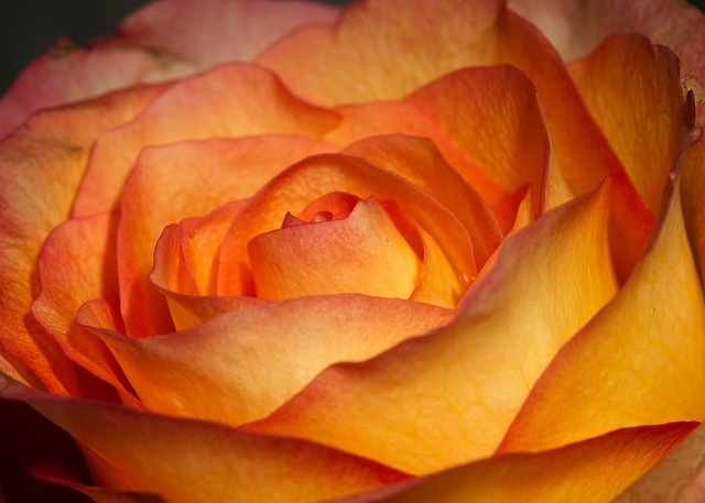 Free Romance Beauty photo and picture