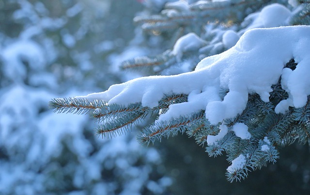 Free Snow Branch photo and picture