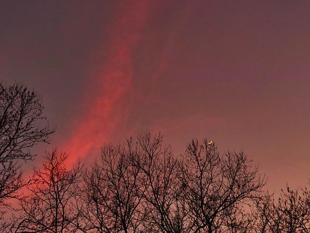 Lua, Arvores, Céu, Natureza, Panorama