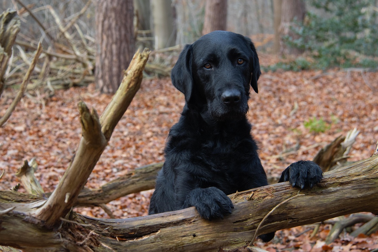 labrador-dog-woods-free-photo-on-pixabay-pixabay