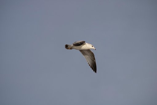 Free Bird Seagull photo and picture