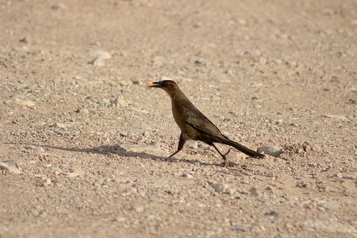 Free Bird Desert photo and picture