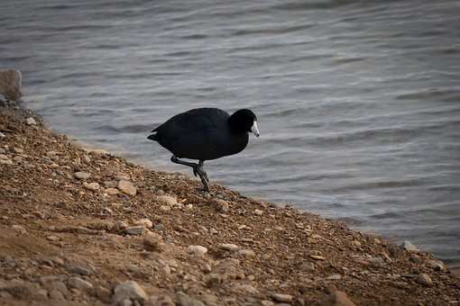 Free Duck Bird photo and picture