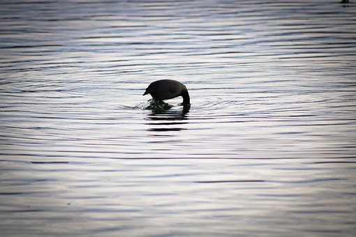 Free Duck Diving photo and picture