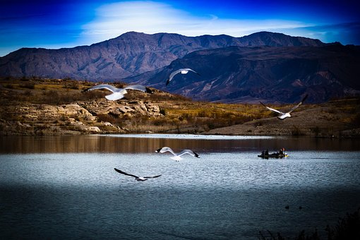 Free Flock Seagulls photo and picture