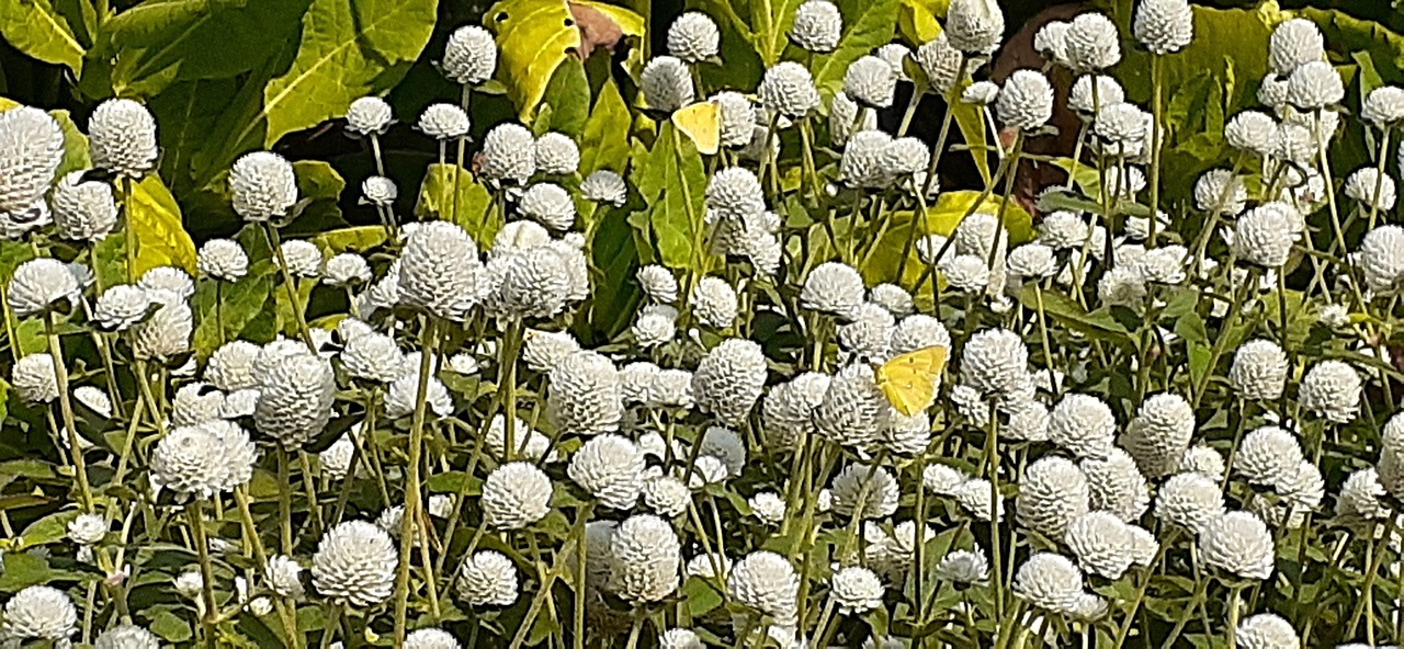 Fleurs Blanche - Photo gratuite sur Pixabay - Pixabay